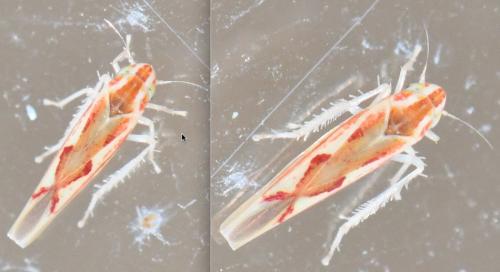 Zygina sp.
